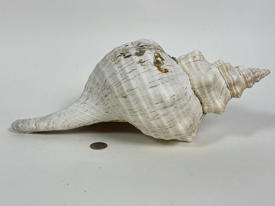 Large Conch Shell 16L [Photo 9]