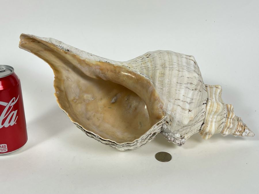 Large Conch Shell 16L [Photo 12]
