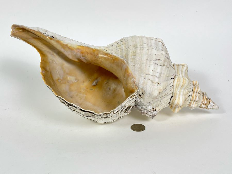 Large Conch Shell 16L [Photo 1]