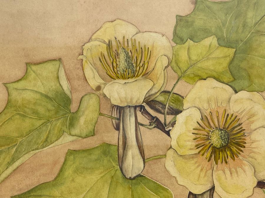Vintage 1948 Original Watercolor Painting Of Japanese Tulip Tree Signed H.M. 12 X 9 [Photo 5]