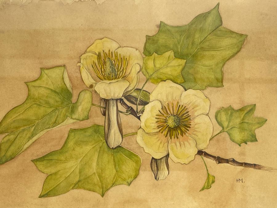 Vintage 1948 Original Watercolor Painting Of Japanese Tulip Tree Signed H.M. 12 X 9 [Photo 4]