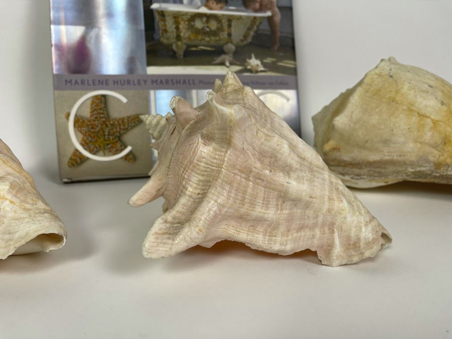 Three Conch Seashells And Shell Chic Coffee Table Book First Edition [Photo 4]