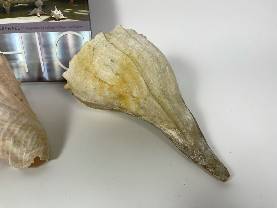 Three Conch Seashells And Shell Chic Coffee Table Book First Edition [Photo 6]