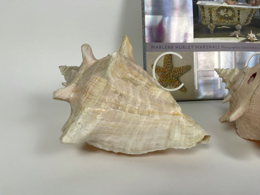 Three Conch Seashells And Shell Chic Coffee Table Book First Edition [Photo 5]