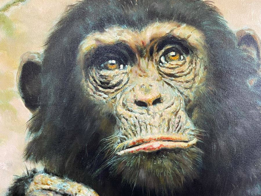 Framed Canvas Chimpanzee Print Frame Measures 46.5 X 46.5 [Photo 4]