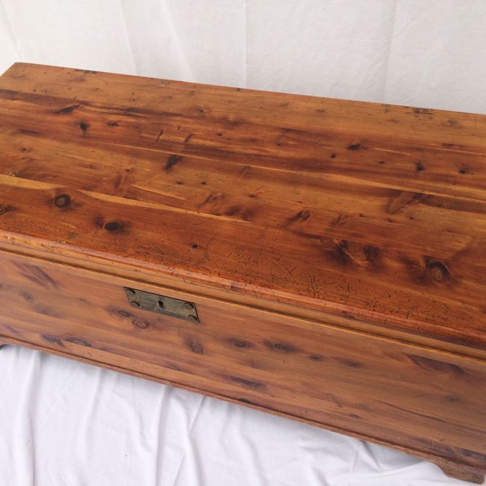 Cedar Trunk [Photo 4]