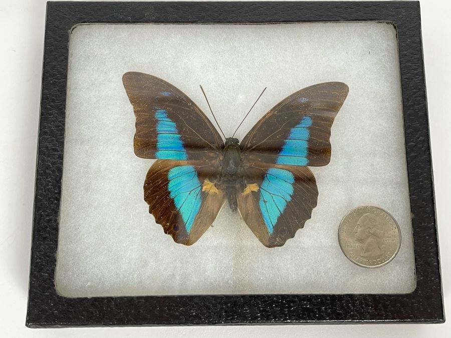 Butterfly Specimen Mount From Peru [Photo 2]