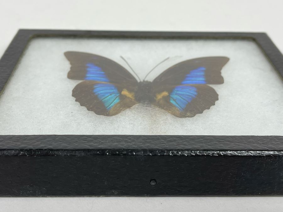 Butterfly Specimen Mount From Peru [Photo 4]