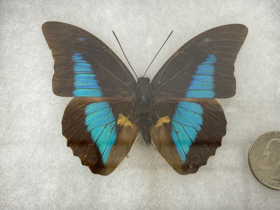 Butterfly Specimen Mount From Peru [Photo 3]
