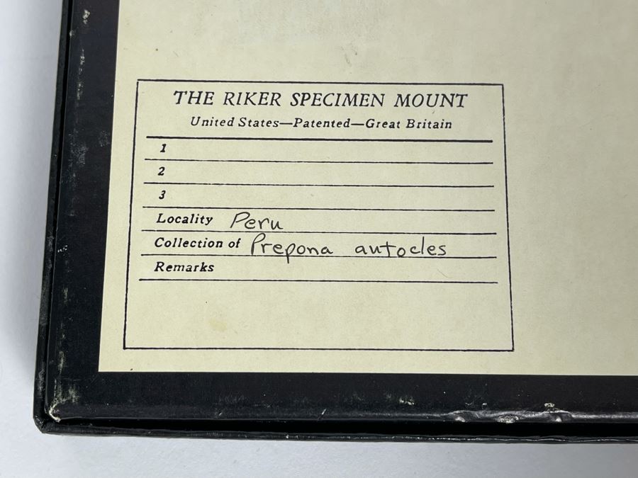 Butterfly Specimen Mount From Peru [Photo 5]