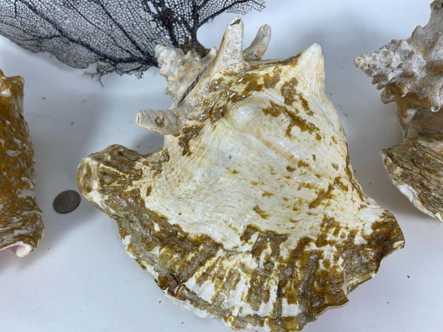 Three Large Organic Conch Seashells And Fan Coral [Photo 8]
