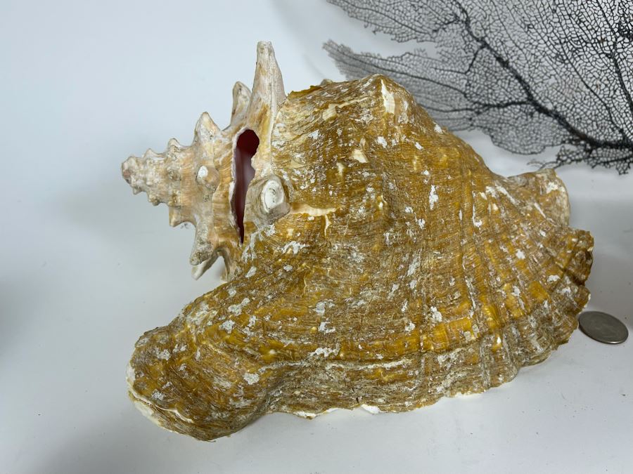Three Large Organic Conch Seashells And Fan Coral [Photo 9]