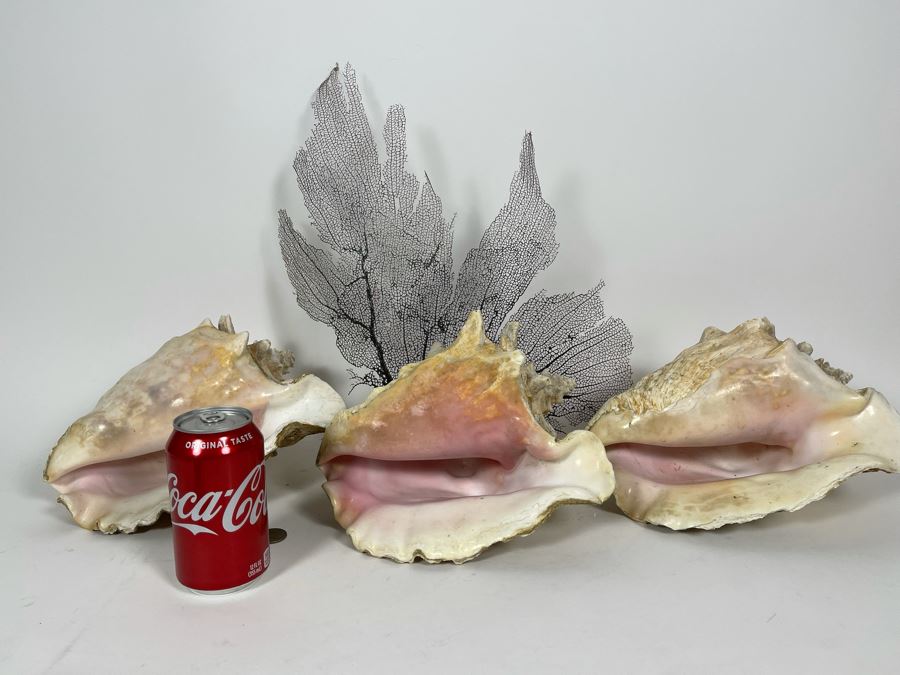 Three Large Organic Conch Seashells And Fan Coral [Photo 5]