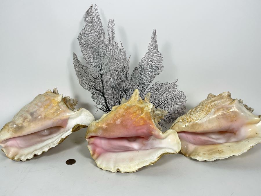 Three Large Organic Conch Seashells And Fan Coral [Photo 2]