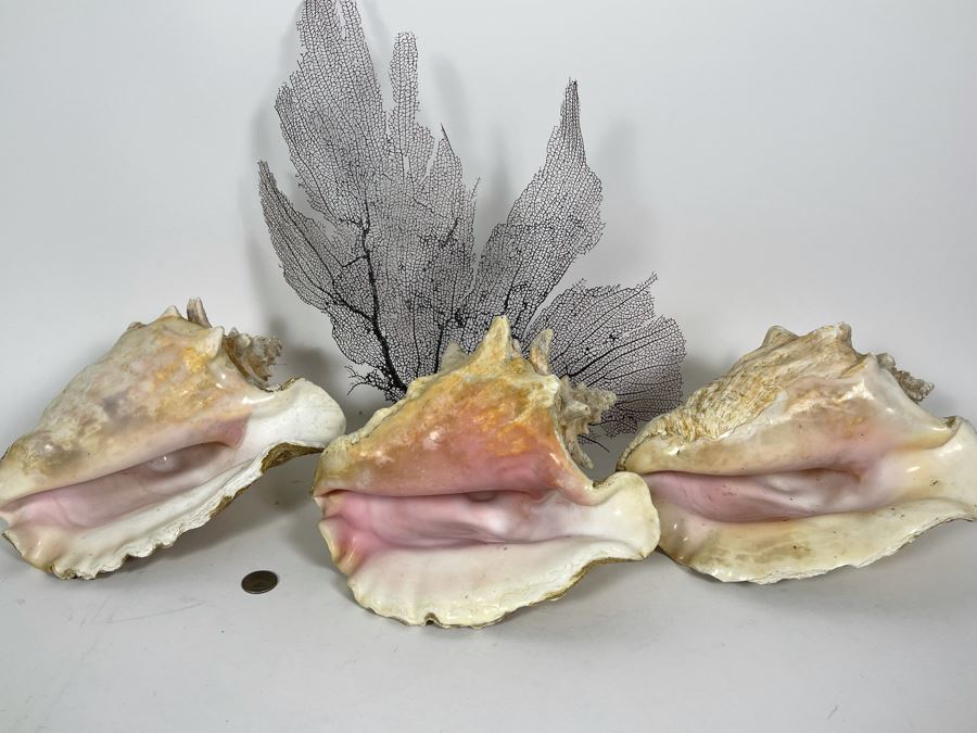 Three Large Organic Conch Seashells And Fan Coral [Photo 4]
