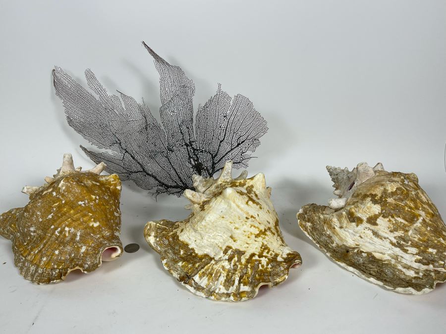Three Large Organic Conch Seashells And Fan Coral [Photo 6]