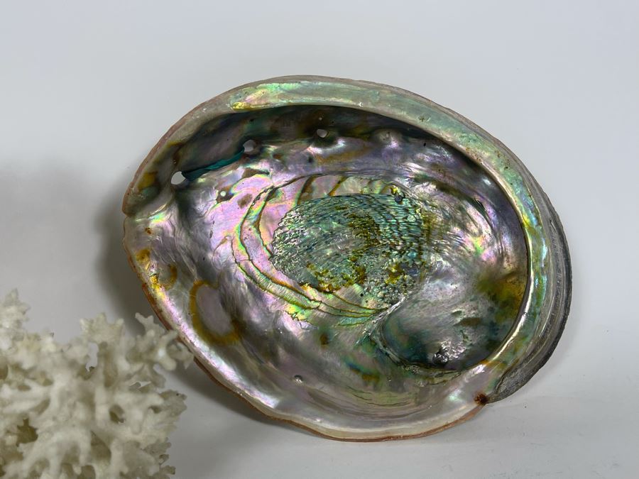 Organic Coral And Abalone Shell