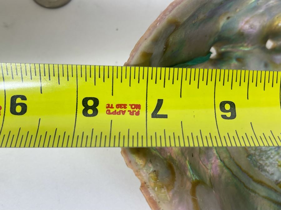 Organic Coral And Abalone Shell [Photo 6]