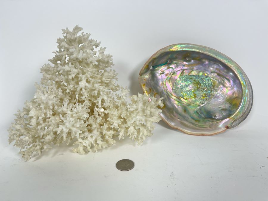 Organic Coral And Abalone Shell [Photo 1]