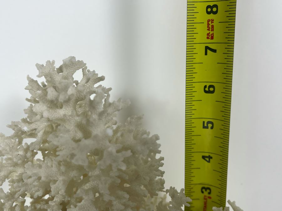 Organic Coral And Abalone Shell [Photo 7]