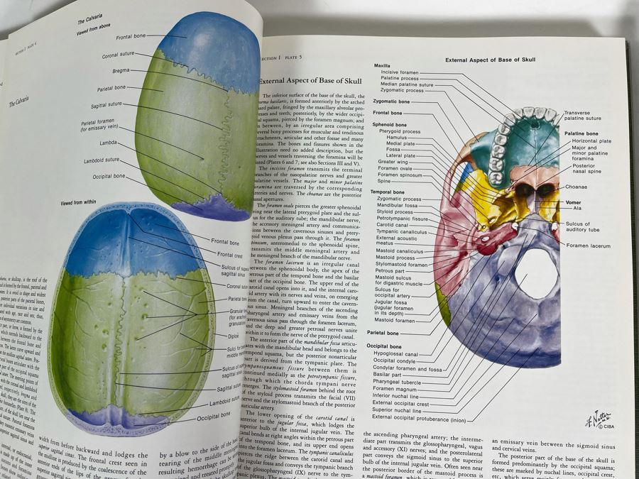 First Printing Pair Of Medical Books The CIBA Collection Of Medical Illustrations Volume I And II Nervous System: Anatomy And Physiology; Nuerologic And Neuromuscular Disorders [Photo 7]