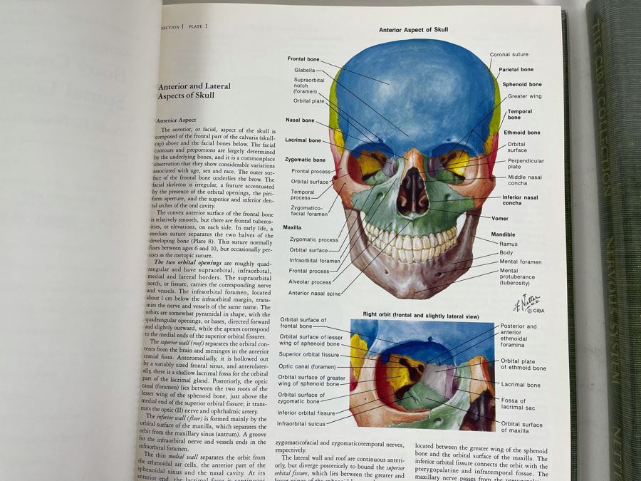 First Printing Pair Of Medical Books The CIBA Collection Of Medical Illustrations Volume I And II Nervous System: Anatomy And Physiology; Nuerologic And Neuromuscular Disorders [Photo 6]