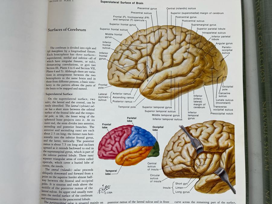 First Printing Pair Of Medical Books The CIBA Collection Of Medical Illustrations Volume I And II Nervous System: Anatomy And Physiology; Nuerologic And Neuromuscular Disorders [Photo 9]