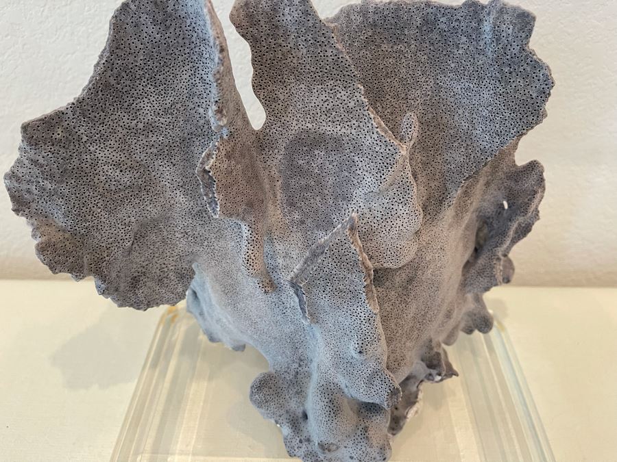 Organic Coral Sculpture On Lucite Base 12W X 7.5D X 10H [Photo 5]