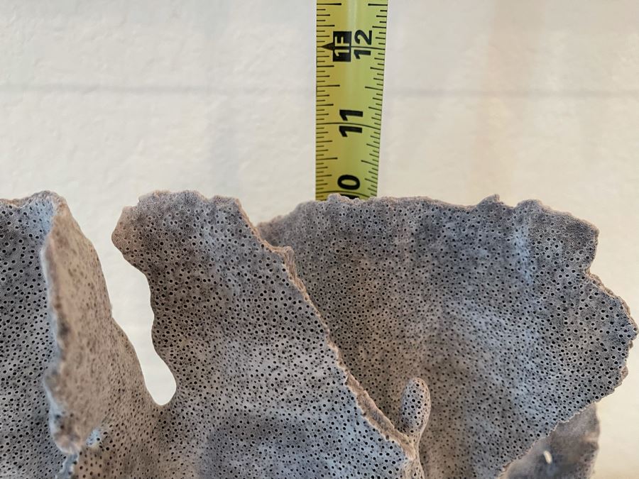 Organic Coral Sculpture On Lucite Base 12W X 7.5D X 10H [Photo 8]