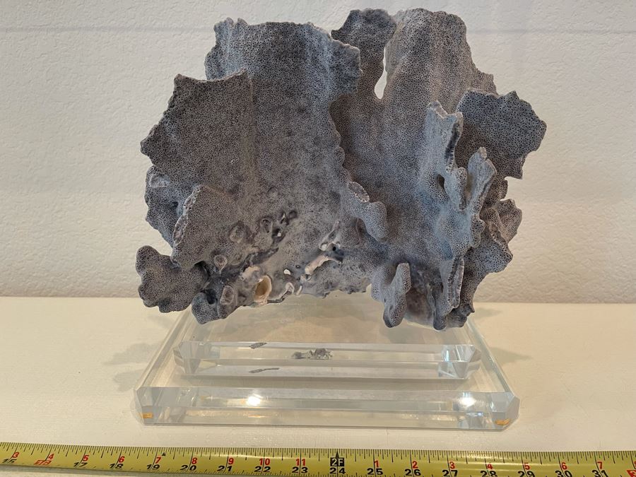 Organic Coral Sculpture On Lucite Base 12W X 7.5D X 10H [Photo 9]