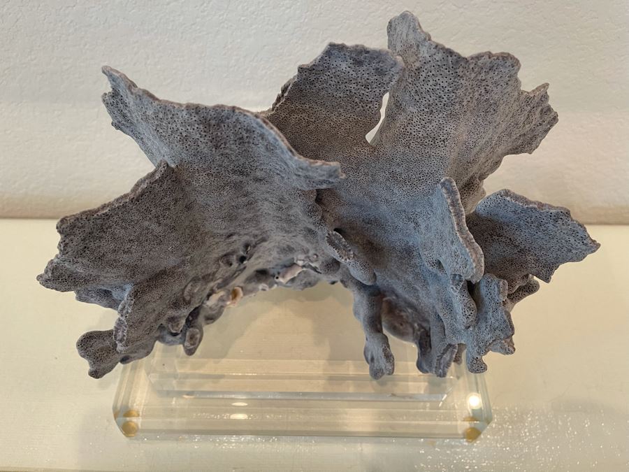 Organic Coral Sculpture On Lucite Base 12W X 7.5D X 10H [Photo 3]