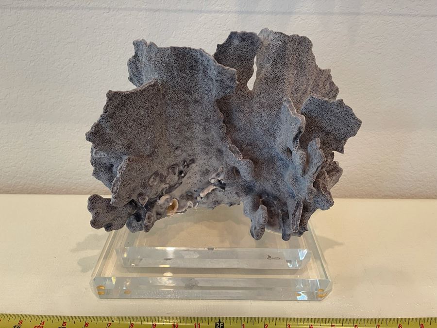 Organic Coral Sculpture On Lucite Base 12W X 7.5D X 10H [Photo 4]