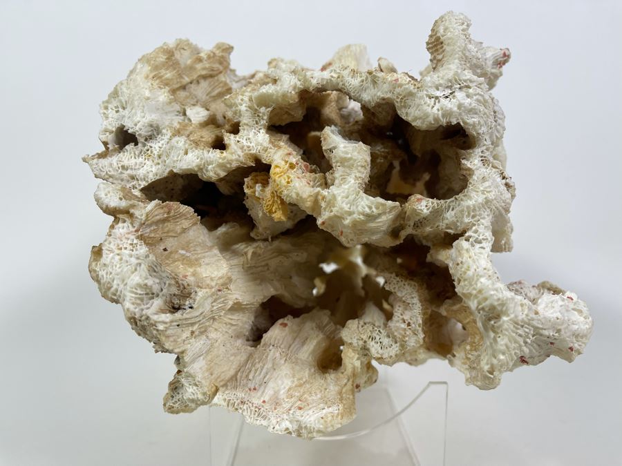 Organic Coral Sculpture With Lucite Stand 15W X 9.5D X 9.5H [Photo 7]