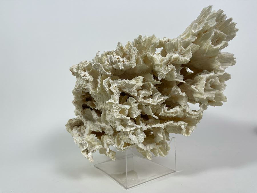 Organic Coral Sculpture With Lucite Stand 15W X 9.5D X 9.5H [Photo 10]