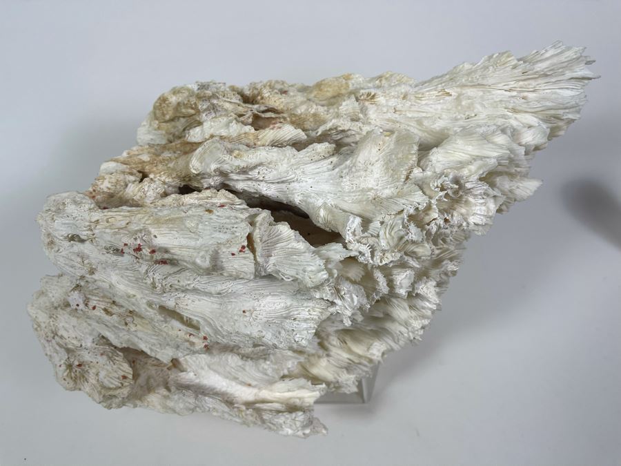 Organic Coral Sculpture With Lucite Stand 15W X 9.5D X 9.5H [Photo 9]