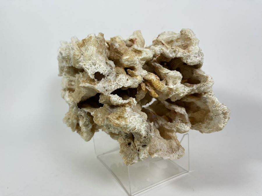 Organic Coral Sculpture With Lucite Stand 15W X 9.5D X 9.5H [Photo 6]