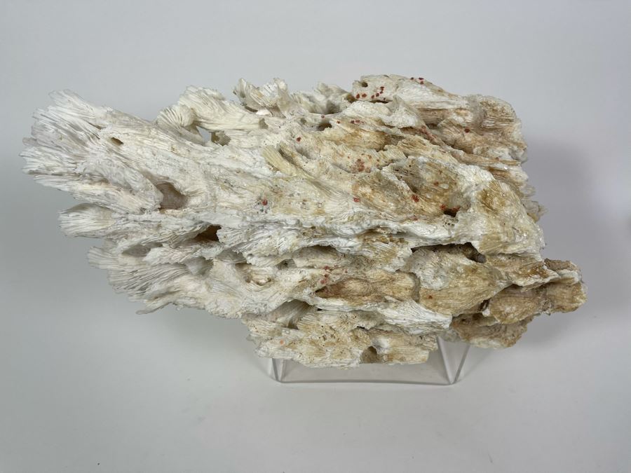 Organic Coral Sculpture With Lucite Stand 15W X 9.5D X 9.5H [Photo 2]