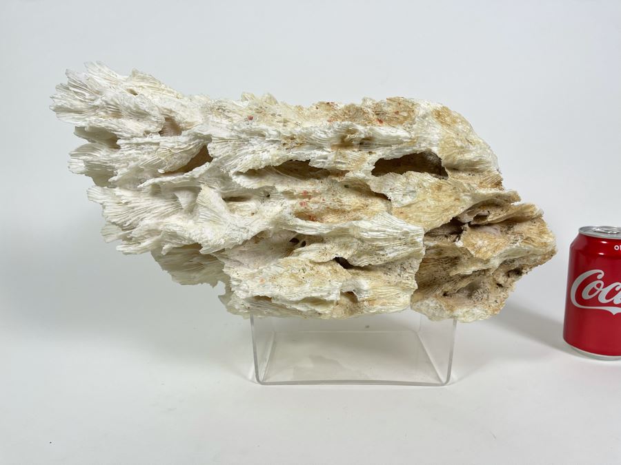 Organic Coral Sculpture With Lucite Stand 15W X 9.5D X 9.5H [Photo 1]