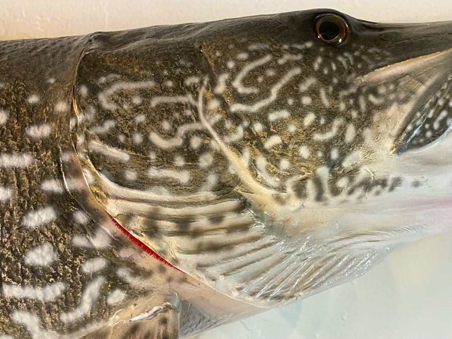 Large Muskie Fish Mount Taxidermy Caught By Client [Photo 8]