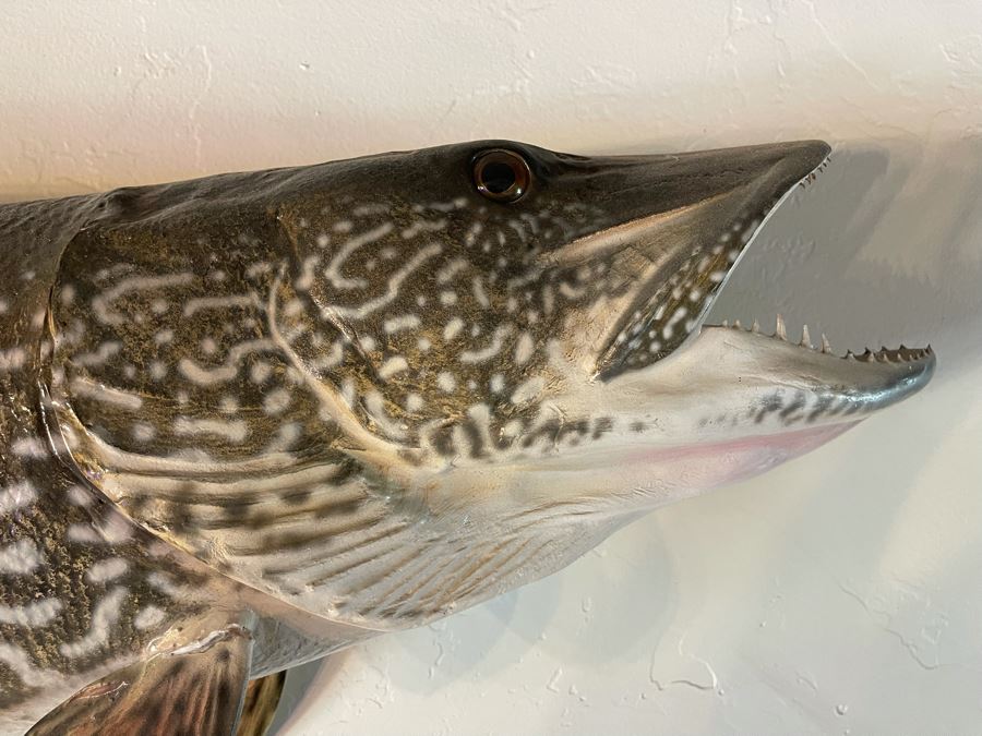 Large Muskie Fish Mount Taxidermy Caught By Client [Photo 19]