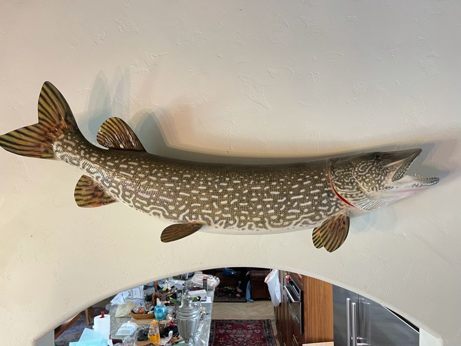 Large Muskie Fish Mount Taxidermy Caught By Client [Photo 4]