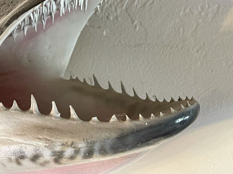 Large Muskie Fish Mount Taxidermy Caught By Client [Photo 16]