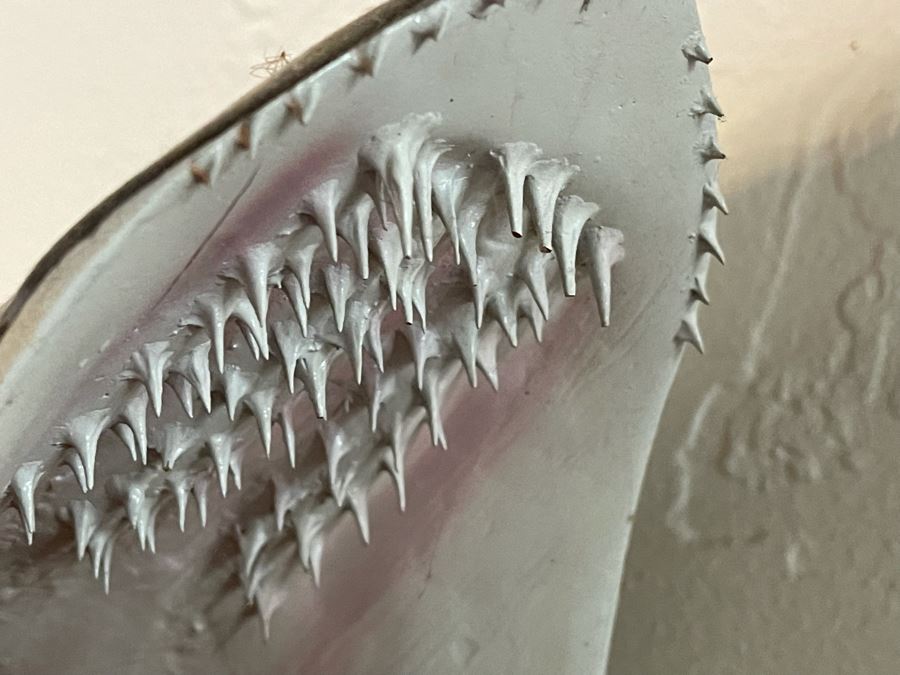 Large Muskie Fish Mount Taxidermy Caught By Client [Photo 15]