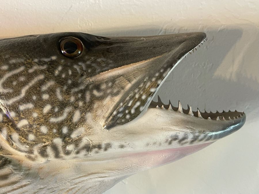 Large Muskie Fish Mount Taxidermy Caught By Client [Photo 7]