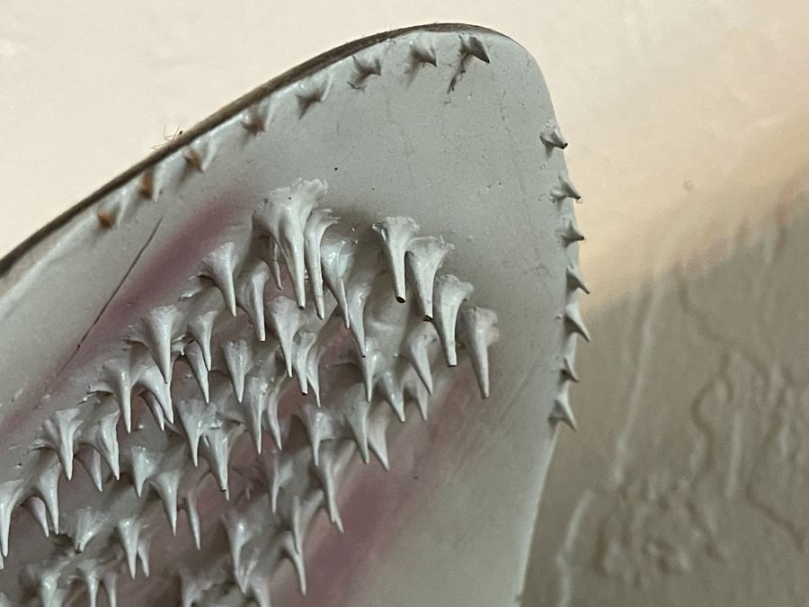 Large Muskie Fish Mount Taxidermy Caught By Client [Photo 14]