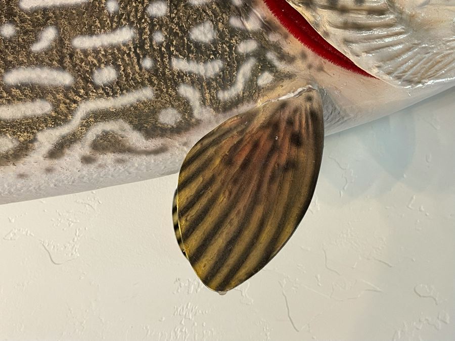 Large Muskie Fish Mount Taxidermy Caught By Client [Photo 9]