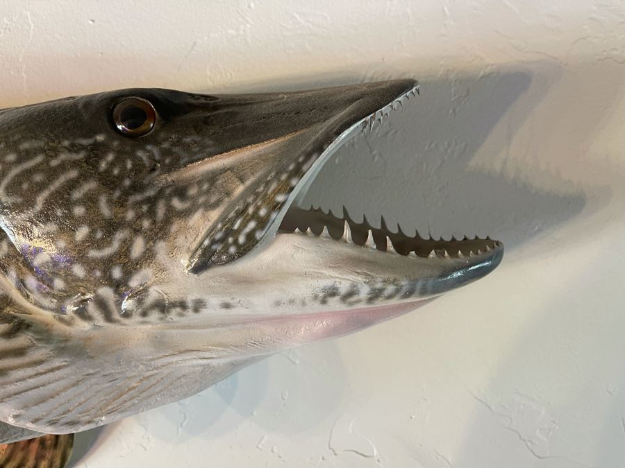 Large Muskie Fish Mount Taxidermy Caught By Client [Photo 5]