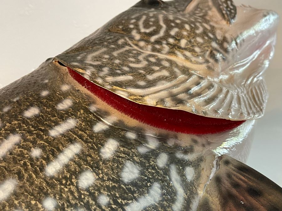 Large Muskie Fish Mount Taxidermy Caught By Client [Photo 10]