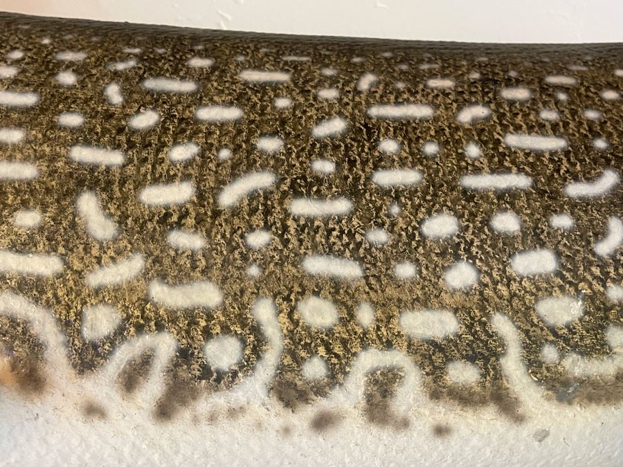 Large Muskie Fish Mount Taxidermy Caught By Client [Photo 23]