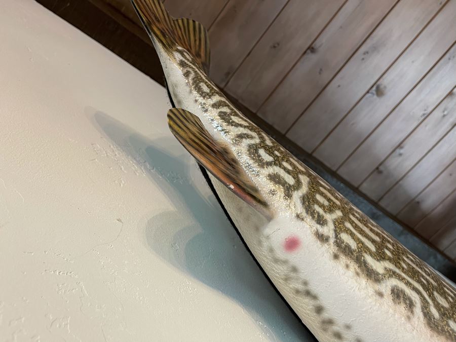 Large Muskie Fish Mount Taxidermy Caught By Client [Photo 21]